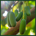 Bebek (Baby) Avokado 500 Gr - Görsel 2