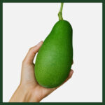 Büyük Boy Fuerte Avokado 7 Adet (Alanya Avokadosu)