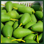 Mini Boy Fuerte Avokado 10 Adet (Alanya Avokadosu) - Görsel 2