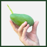 Mini Boy Fuerte Avokado 10 Adet (Alanya Avokadosu)